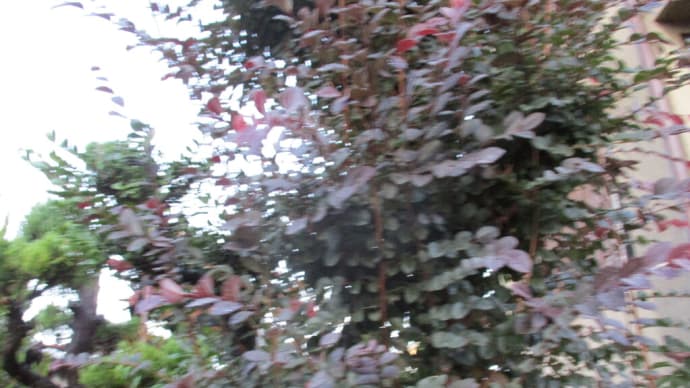世界を卓見の自然:トキワベニマンサクなど
