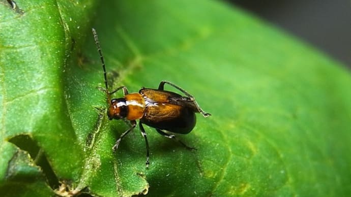 ウリハムシモドキ半黒色型:3日前の強風で