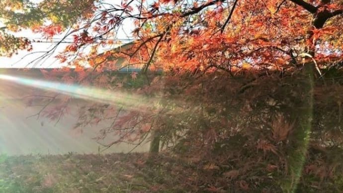 「色あざやかさ」が浮き彫り 【あの一枚展 紅葉Ⅱ】