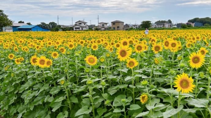 少し早いひまわり。