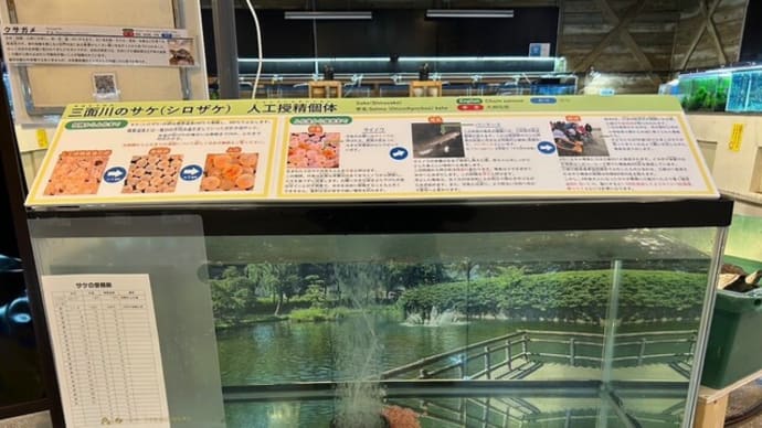 受精卵展示「しました。