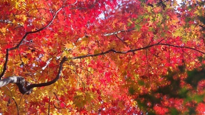 最終章の紅葉は丈山苑でまったり。