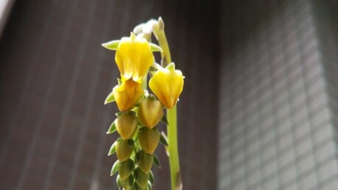 多肉植物「ヘラクレス」かな(謎ベリア)?