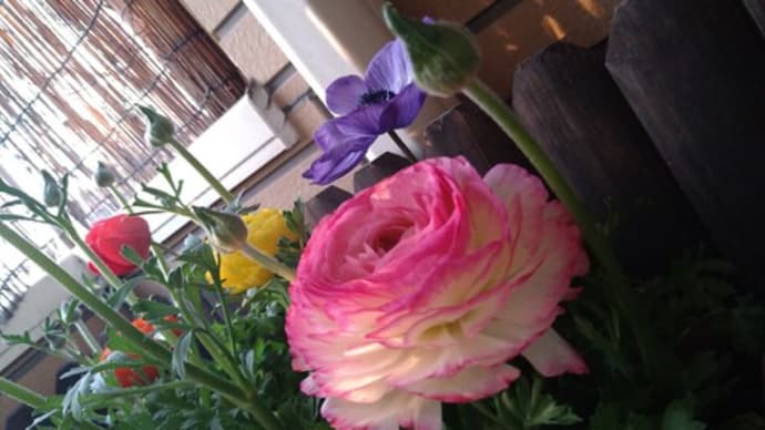 ラナンキュラス 切り花にしてみました