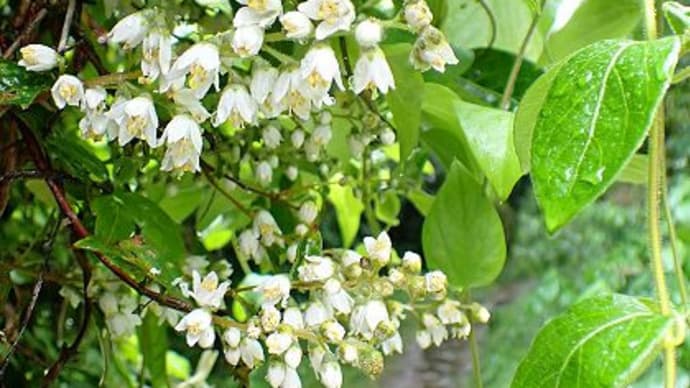 5月最初の教室 雨に濡れる花々