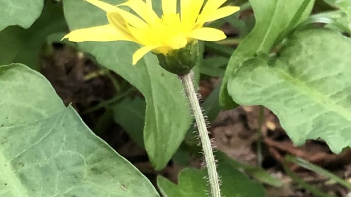ワタゲツルハナグルマ、タンポポそっくりの花です。