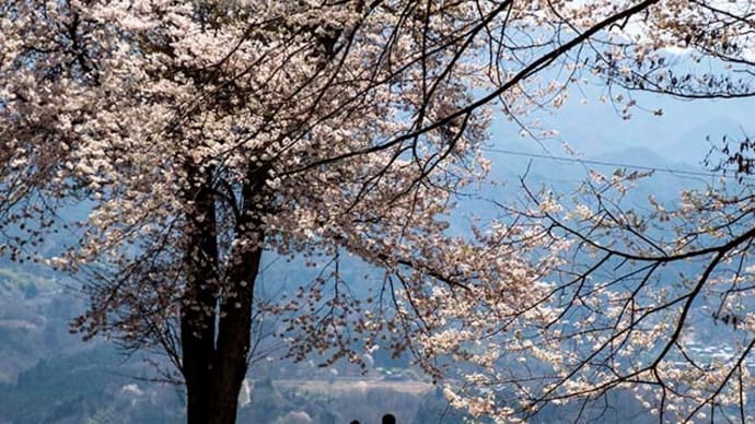 松岡城址公園の桜は満開でした