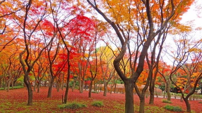 北の丸公園の紅葉