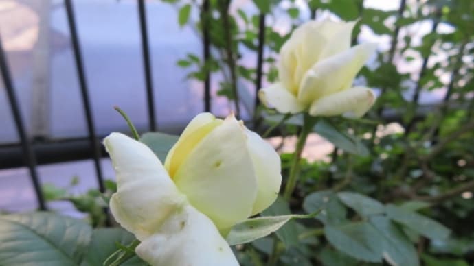 バラの開花、庭で今年の一番乗りは?
