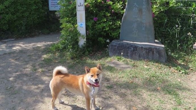 昨日が武山なら、今日は大楠山でしょ？