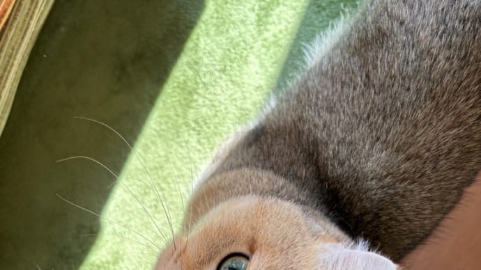 つくづくミドラー