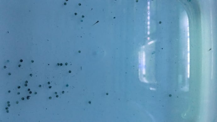 Gooブログ Goo Blog ハッシュタグ メダカの卵が孵化