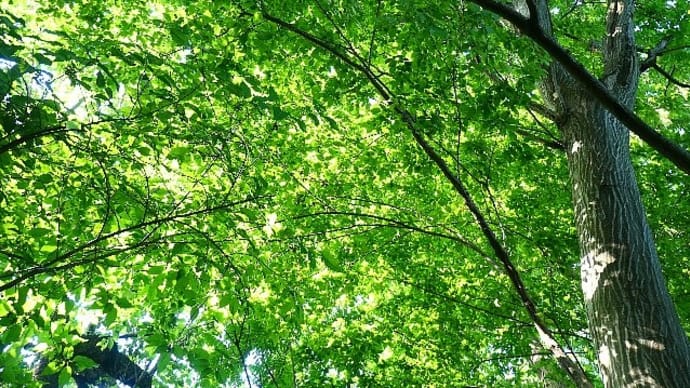 緑の季節～森林浴のすすめ