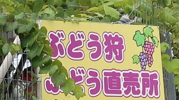 ぶどう狩り