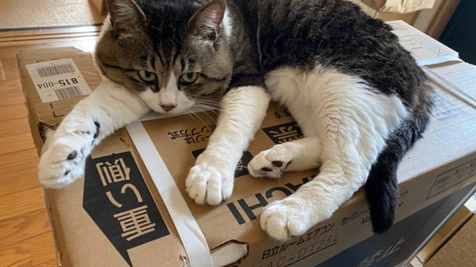 うちの猫