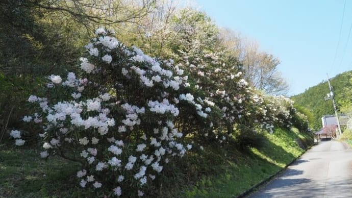 花の法明院