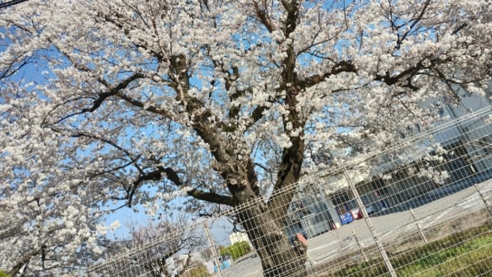 グロ画像有り注意