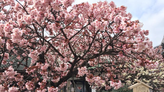旅の途中 寒桜咲く大師様の門前で一杯