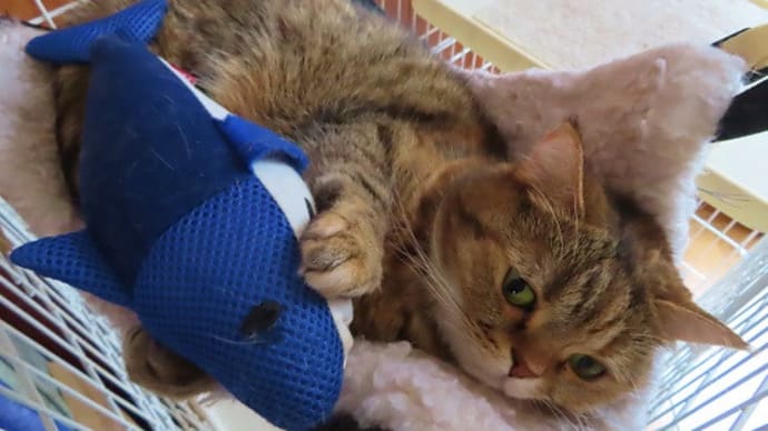 2月22日と言えば?😺😻😸