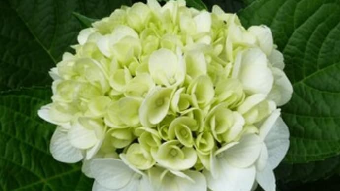 紫陽花の季節 少し早かったね(^^;