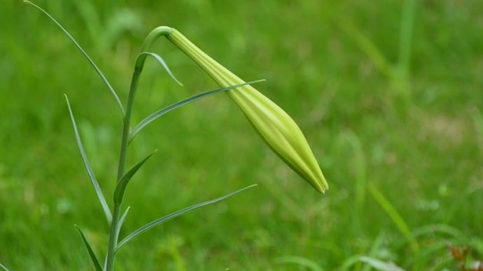 最後の夏休み