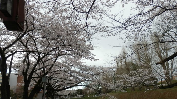 桜めぐり(7):三の丸庁舎