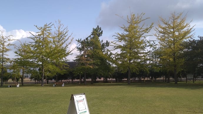 島見緑地(銀杏)