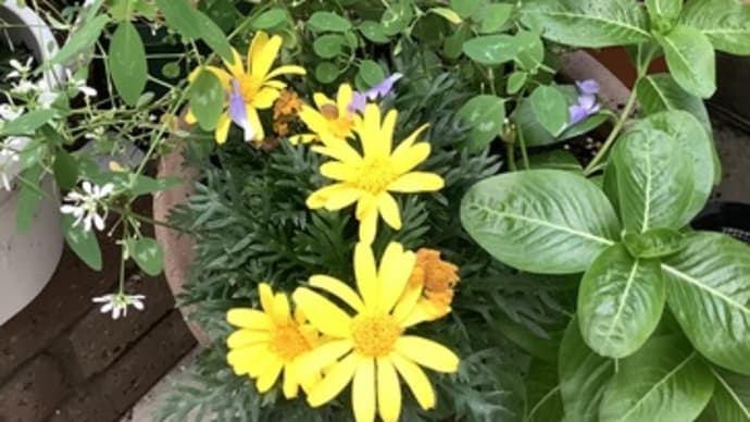 寄植えに