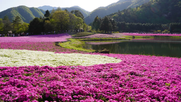 本栖湖、山中湖方面バス旅行の写真など―花編