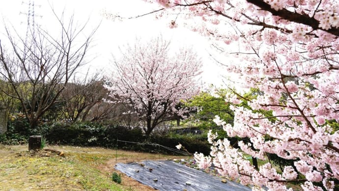 早咲さくら「春めき」が華やかに・・・福岡県直方市福智山ろく花公園