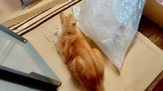 父ちゃん熱を出す