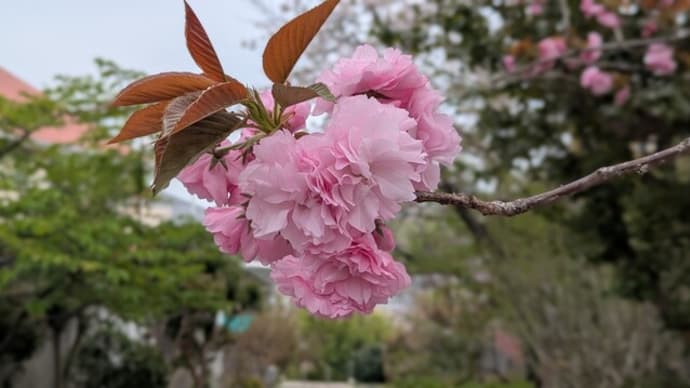 八重桜