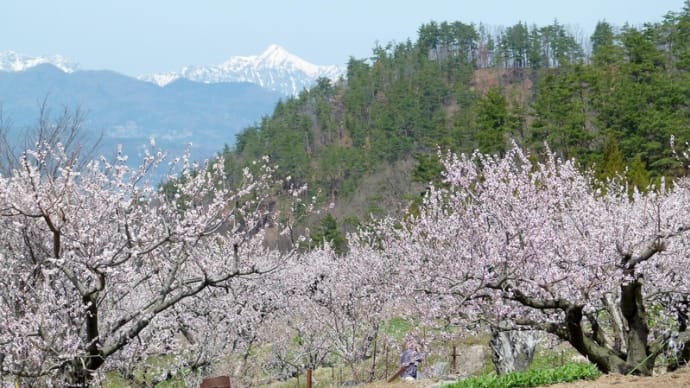 北信濃・春･･･「杏の里　森」から・・・日本百名山の「高妻山」が見える