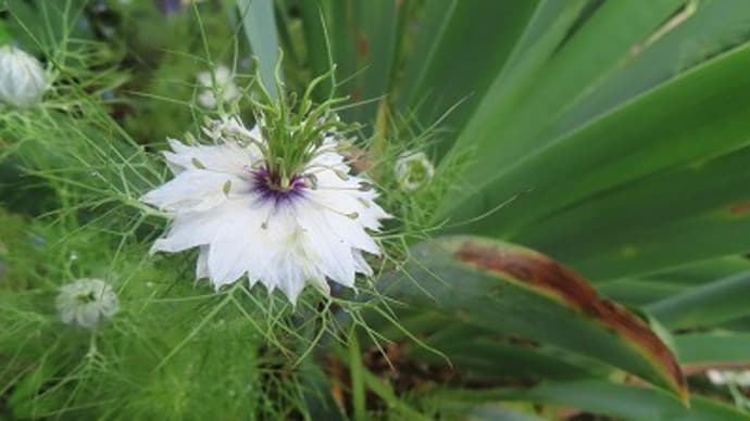 花壇