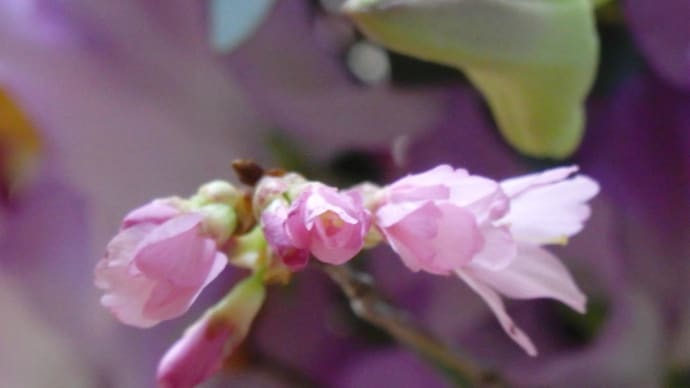 花かご
