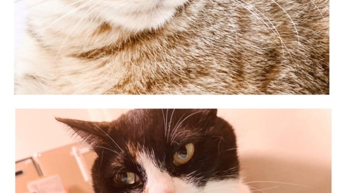最近のにゃんず🐱🐱