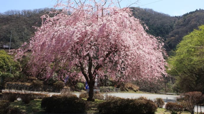 春の由布岳 ( 湯布院 ) 桜と菜の花 。