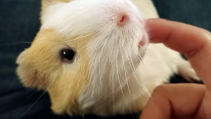 甘えん坊