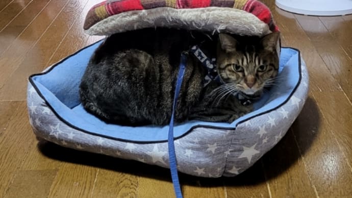 なんとかひとまずは。。