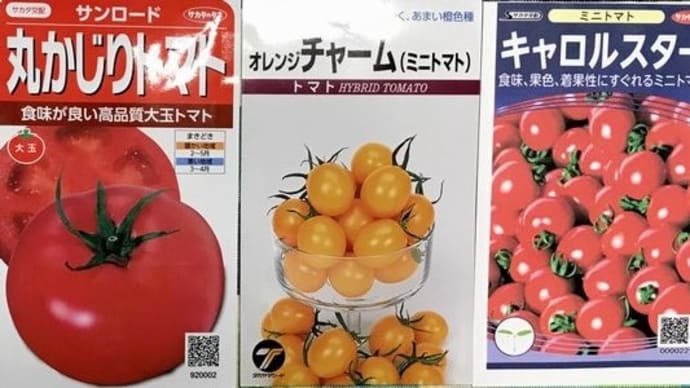 トマトの種まき