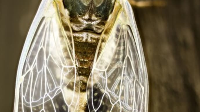 ミンミンゼミ、ツクツクホウシ 鳴き声 2023年8月18日