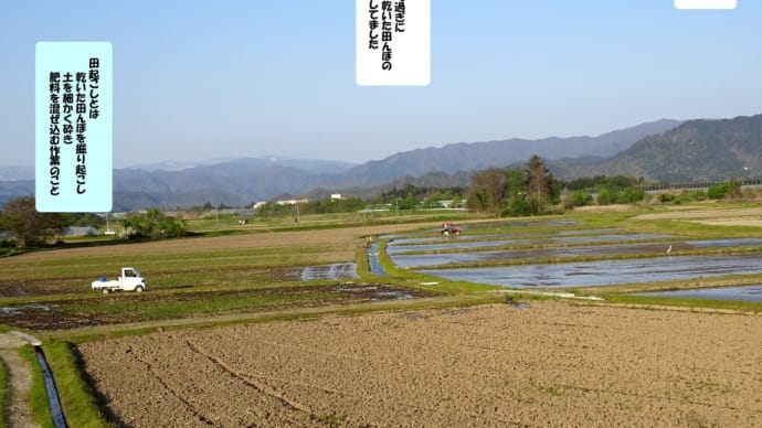 春の風物詩