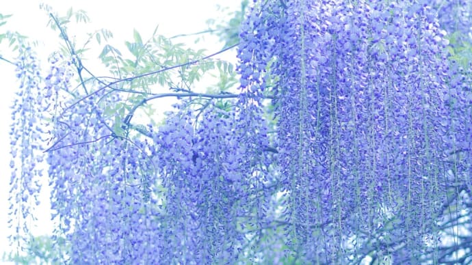 293 藤色の暮春