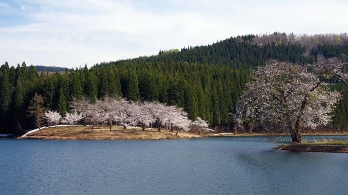 ４月２２日　津南町・中子の桜と、空の展望台　　苗場山麓ジオパーク