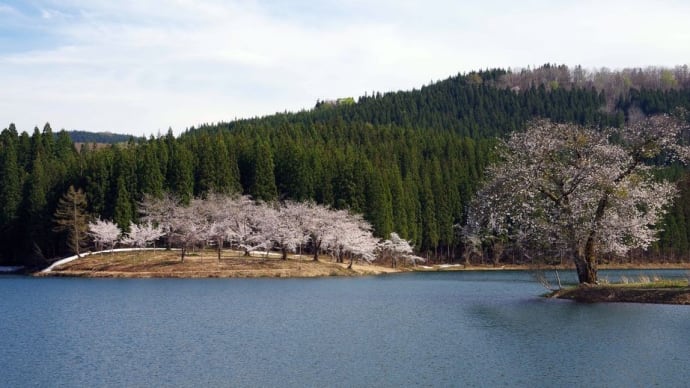 4月22日 津南町・中子の桜と、空の展望台 苗場山麓ジオパーク