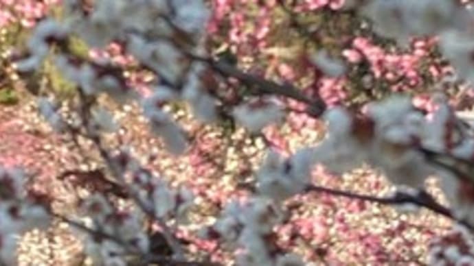 心躍る~ピンク色 大倉山公園梅林