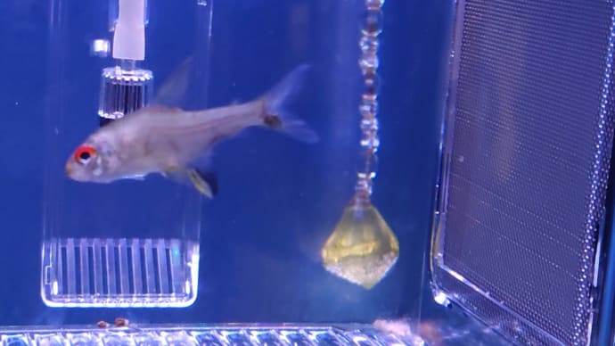 頑張るレモンテトラ