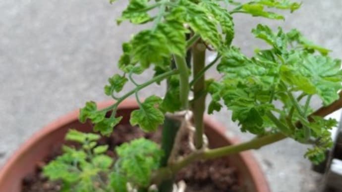 ミニトマト