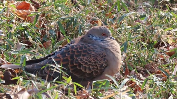 ふっくらで寒気に耐える野鳥たち