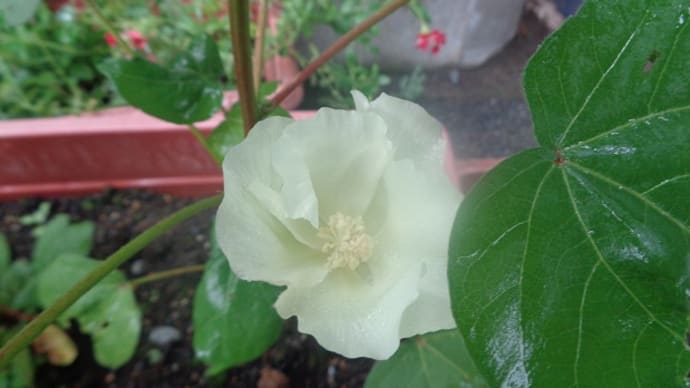 ~ワタの花が咲き始めたよ~